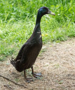 Black Runner Duck